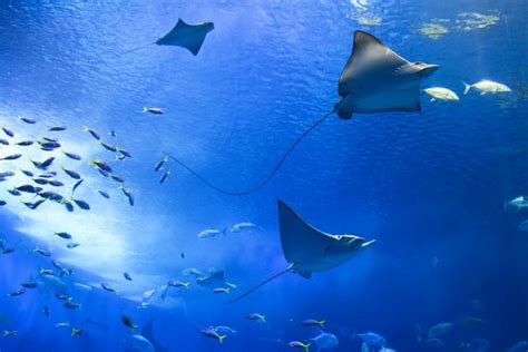 chondrichthyes fun facts|Facts About Chondrichthyes That Might Interest You.